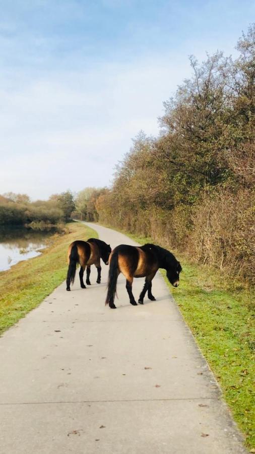 B&B Beach&Bos Oostvoorne Exteriör bild